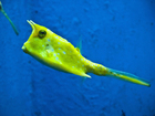 Foto fisk - langhornet koffertfisk
