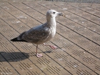 Foto fiskemåke 2