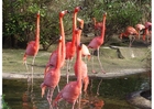 Fotografier flamingoer