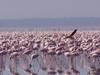 Fotografier flamingos