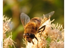 flue - blomsterflue