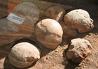 Foto fossile dinosauregg