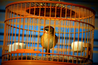 Fotografier fugl i bur - fangenskap