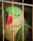 Fotografier fugl i fangenskap