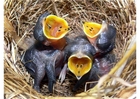 Foto fugleunger