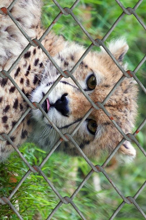 gepard i bur