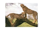gepard