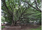 Foto ghandimuseet i parken puna