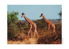 giraff