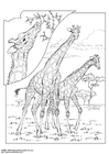 Fargeleggingsbilde giraff