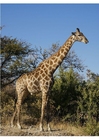 Fotografier giraff