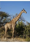 giraff