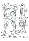 Fargeleggingsbilde giraffer