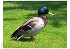 Foto gressand 2
