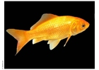Foto gullfisk