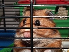 Fotografier hamster i bur