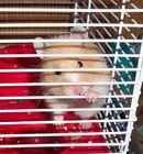 Fotografier hamster i bur
