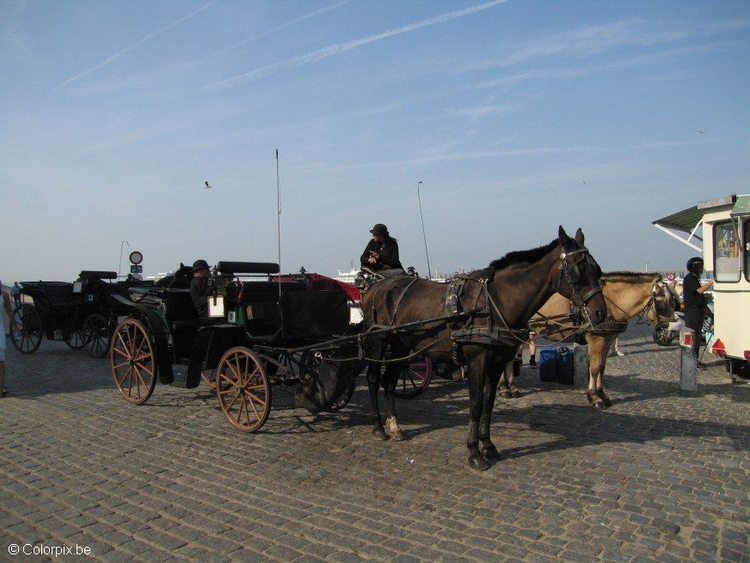 Foto hest og vogn