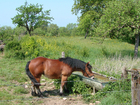 Foto hest på engen