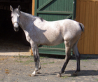 Foto hest