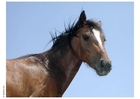 Foto hest