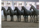 hestestatuer, Xian