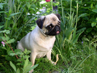 Foto hund - pugdog
