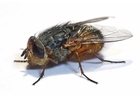 husflue