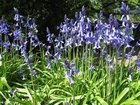 Foto hyacinth 4