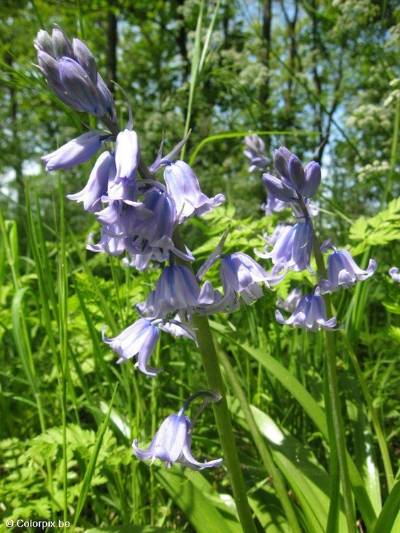 Foto hyacinth