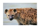 hyena