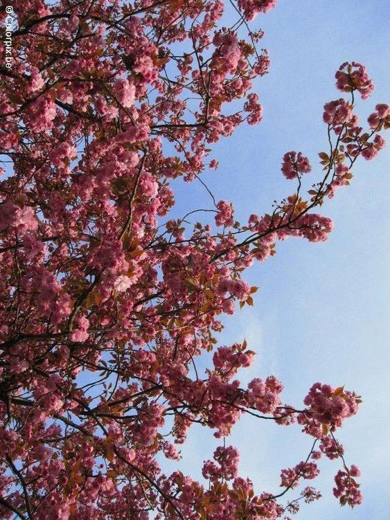 Lær Japansk På Nettet Gratis