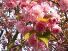 Fotografier japansk kirsebærtre