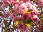 Foto japansk kirsebÃ¦rtre