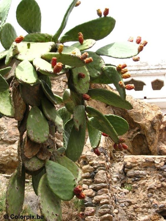 kaktus med frukter