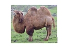 kamel