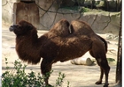 Fotografier kamel