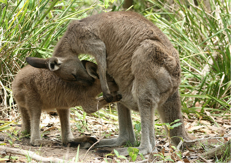 Foto kenguru med barn