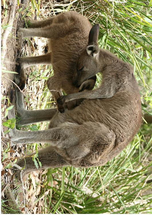 kenguru med barn