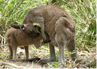 Fotografier kenguru med barn