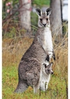 Fotografier kenguru