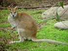 Foto kenguru