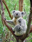 Fotografier koala
