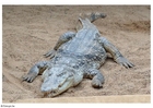 krokodille