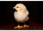 Foto kylling