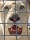 Fotografier løve i bur