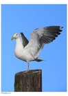 Foto måke på stolpe