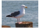 Foto måke