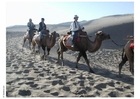 Foto Ã¸rkenferd med kameler