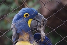 Fotografier papegøye i bur